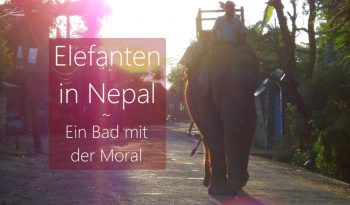 nepal-sauraha-elefant