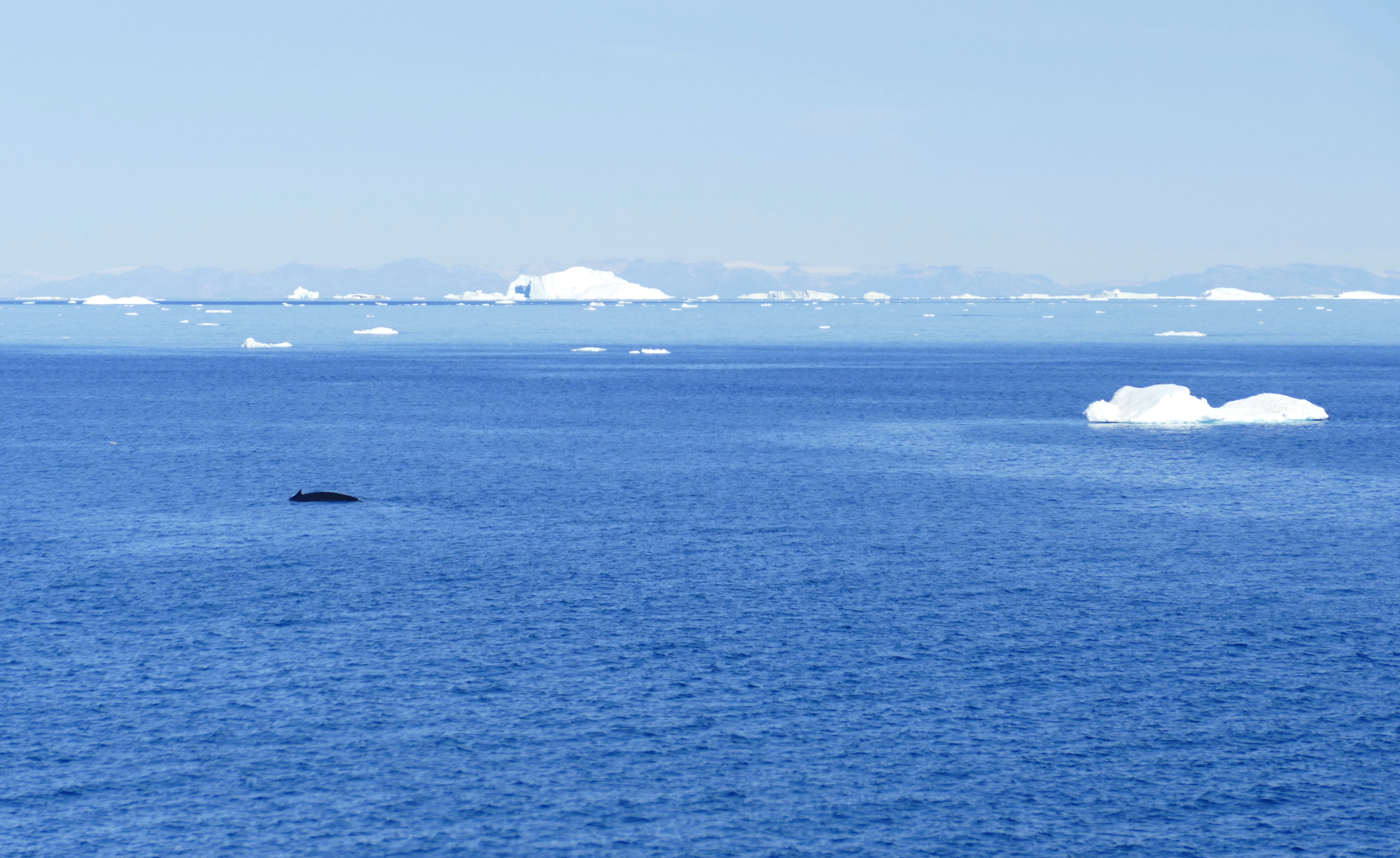 Grönland-Eisberg-Wal