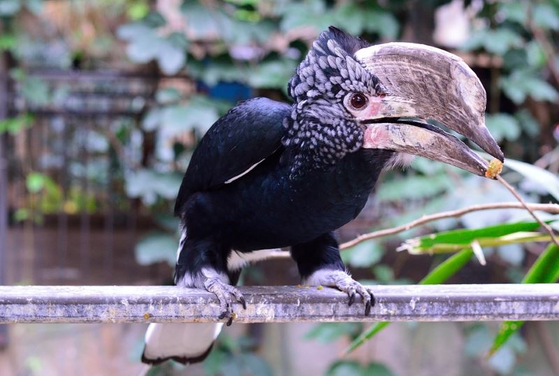 Laos-Gibbon-Experience-Hornbill