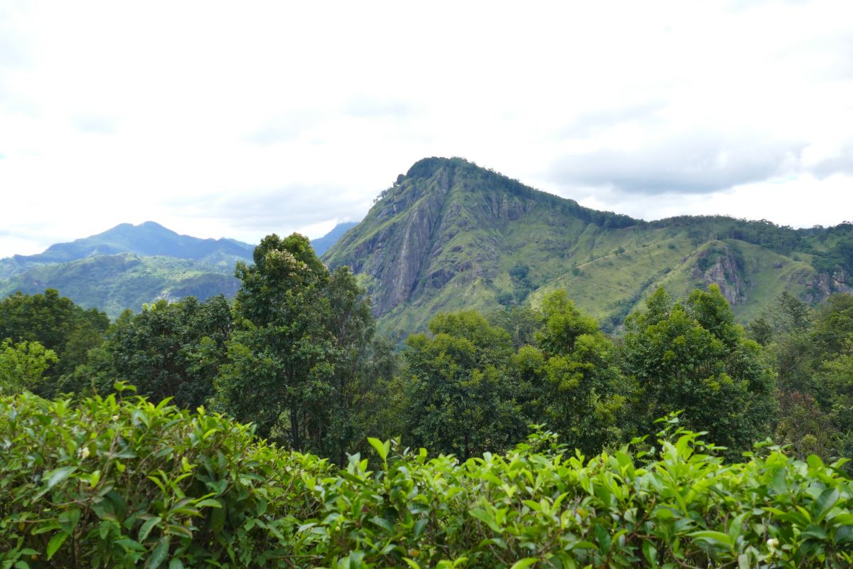 Sri Lanka-Adventskalenter-Wandern-Tee
