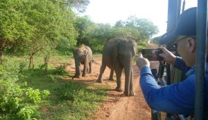 Sri Lanka-Yala-Elefant-mit-Baby